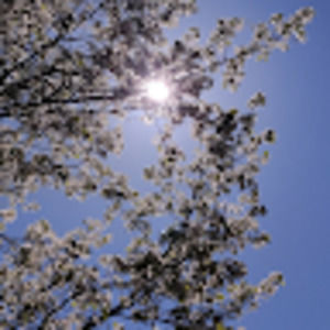 Meet your Posher, Dhalia